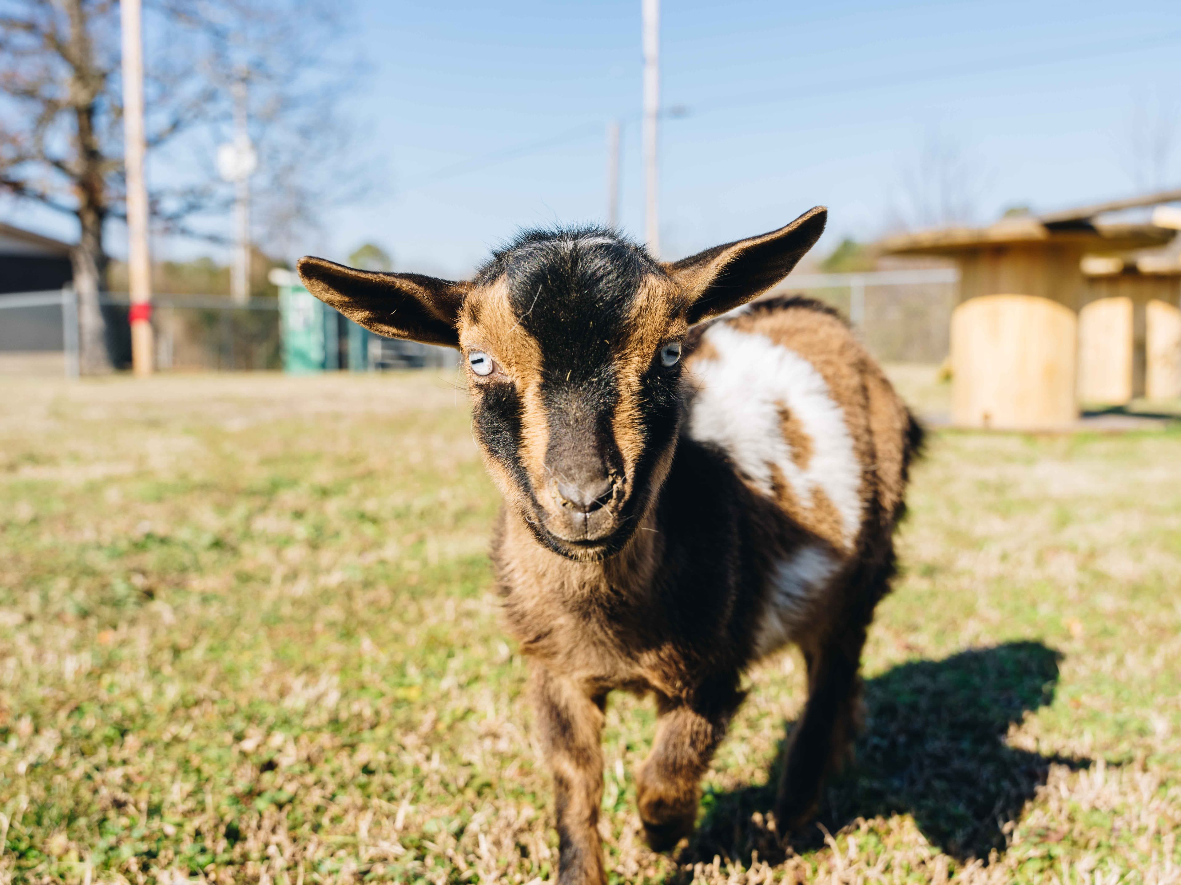 Baby goat on the farm at Natural State Recovery Centers